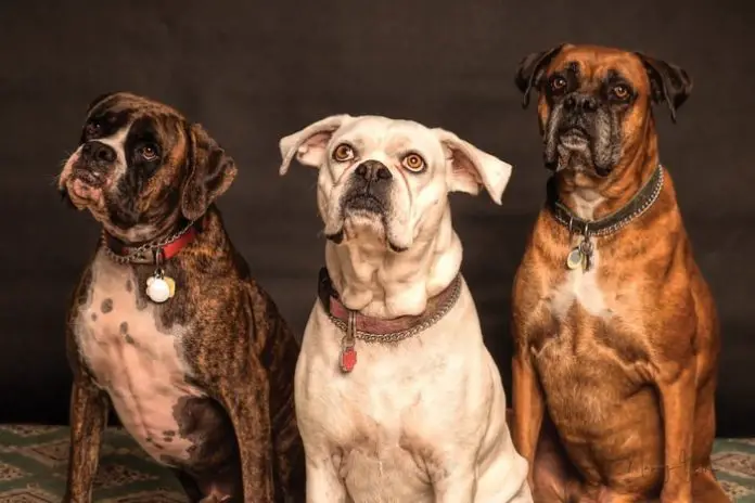 Common Dog Allergies: Dog Allergies Symptoms, Prevention and Treatment
