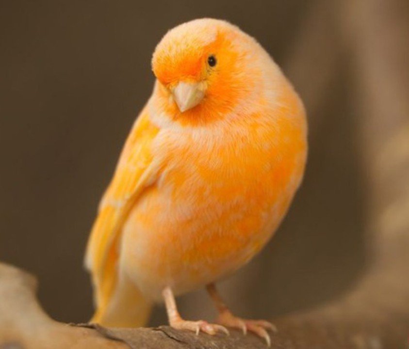 Domestic Canary