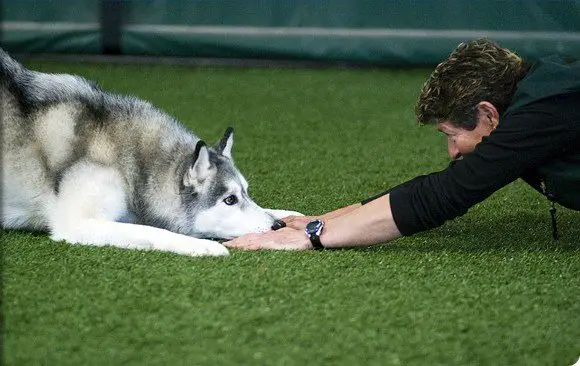 Obedience Dog Training: Down Position of Dog keeping head between the forelimbs