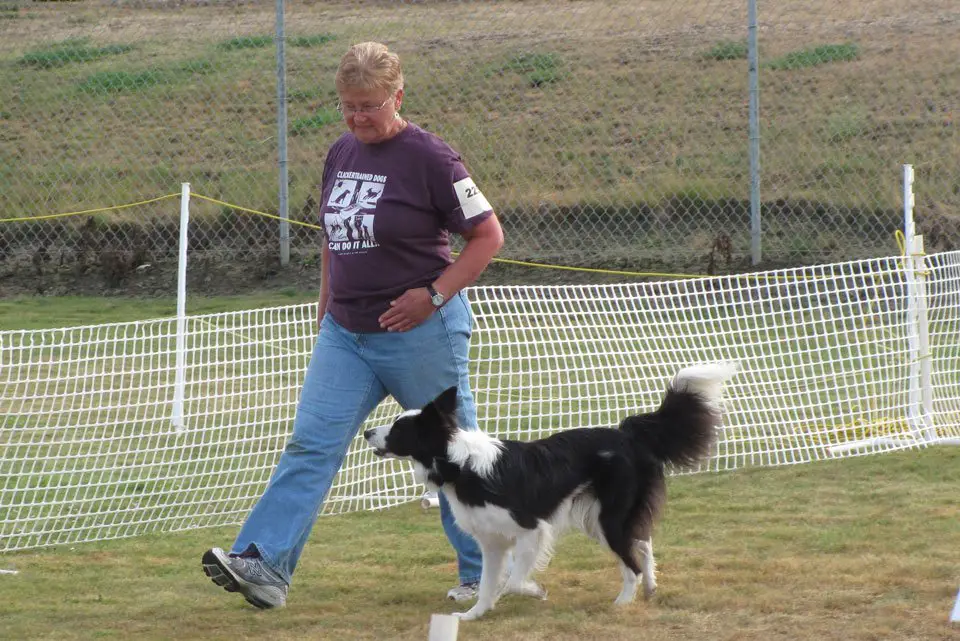 Obedience Dog Training: Heel Walk of Dog Without Leash