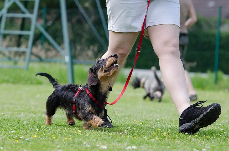 Obedience Dog Training:Heel walk with Leash