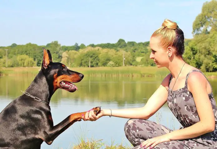 How To Train Your Dog: Principles of Basic Obedience Dog Training