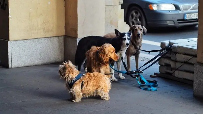 Most Common Sources of Dog Allergies