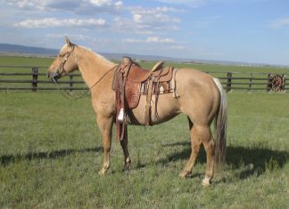 Most Easy Methods of Identification of Horses