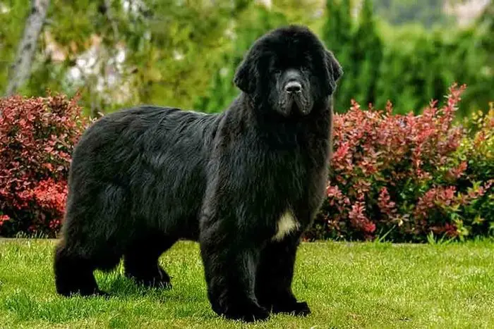 Newfoundland( Newfie)