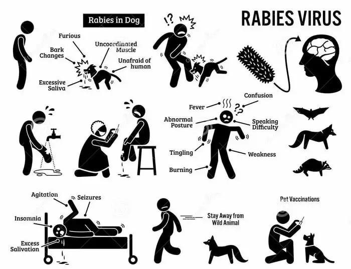 Rabies is a viral disease that causes inflammation of the brain in dog