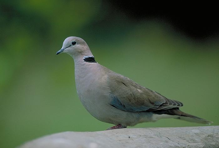 Ring-necked_Dove