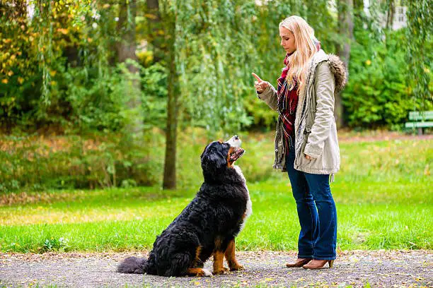 Obedience Dog Training: Sit Command of Dog