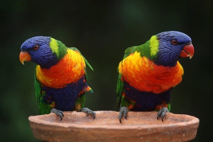 The Best Pet Birds: Top 20 Pet Birds Reviewed