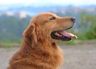The Preliminaries About Rabies: You Must Know As A Dog Owner