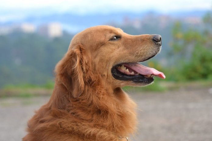 The Preliminaries About Rabies: You Must Know As A Dog Owner