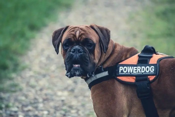 Top 15 Working Dog Breeds That You Must Know as A Dog User