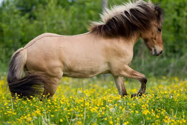 Yellow Dun Horse