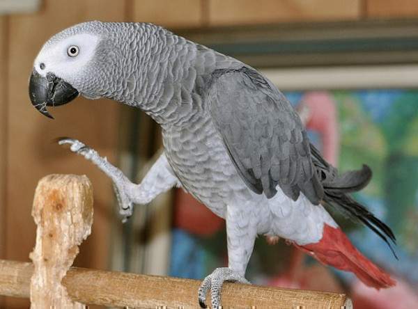 african-grey-parotes