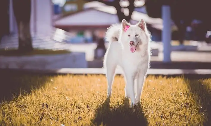 akita