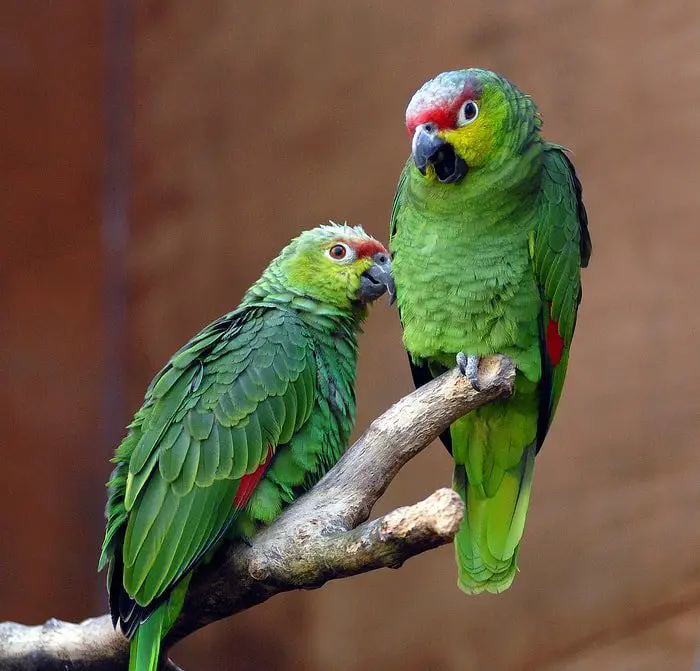 Amazon Parrot