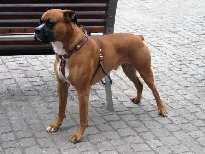 boxer dog personality boxer dog personality