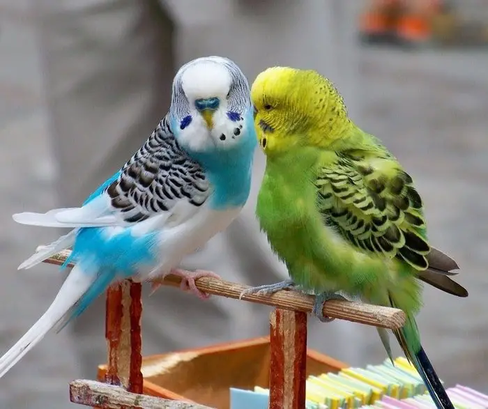 budgerigar