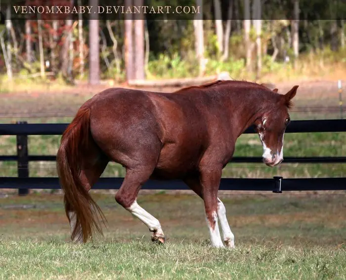 chestnut_roan_horse