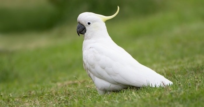 cockatoo