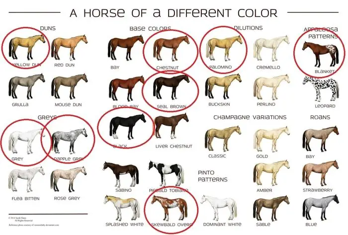 color_of_horse