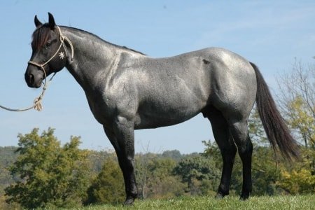 grey_horse