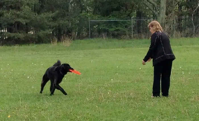 Obedience Dog Training: Leave It Command