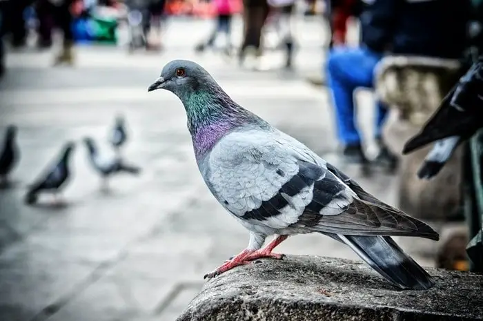 pigeon