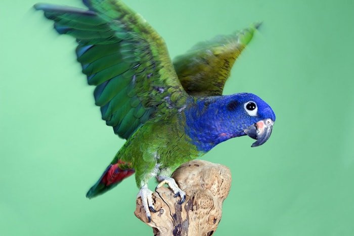 Pionus