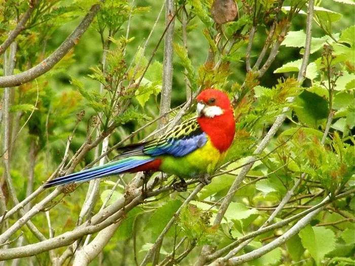 Rosella