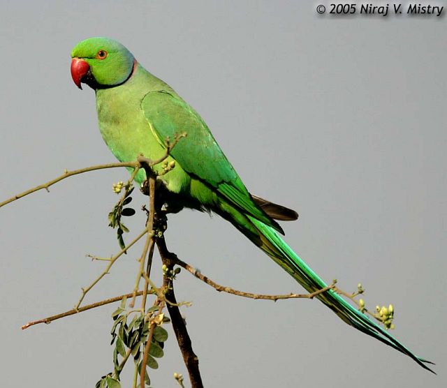 Rose-Ringed Parakeet