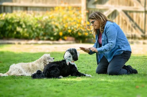 Obedience Dog Training: Stay Command