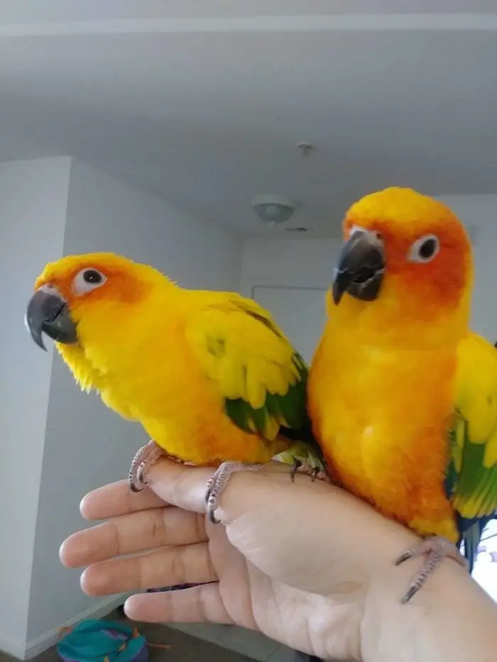 Sun Conure