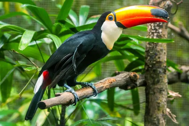 Toucan