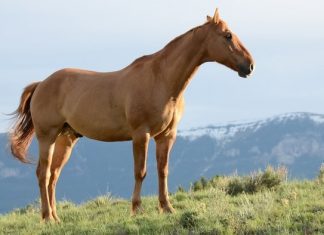 A Good Healthy Horse without Laminitis