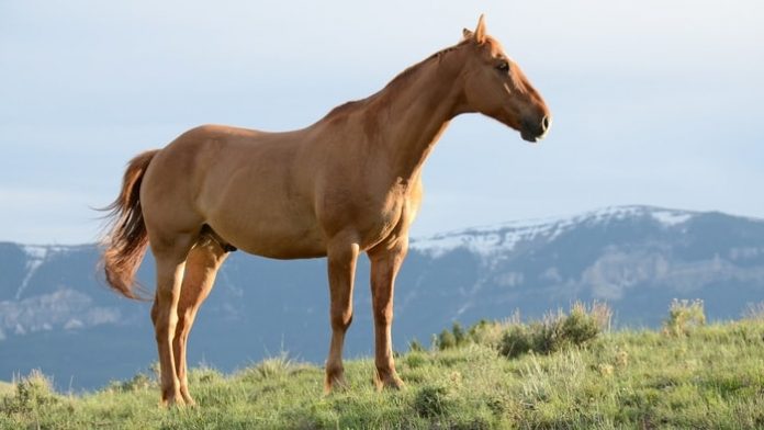 A Good Healthy Horse without Laminitis