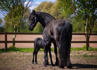 Most Common Horse Diseases: You Must Know As Horse Owner