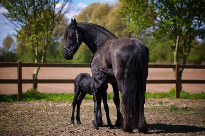 Most Common Horse Diseases: You Must Know As Horse Owner