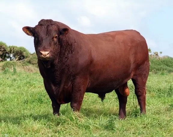 American Milking Devon Bull
