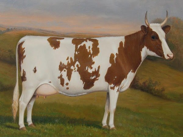 Ayrshire Cow