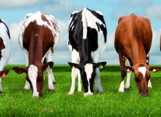 Beautiful Dairy Cattle Breeds