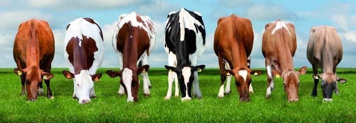 Beautiful Dairy Cattle Breeds