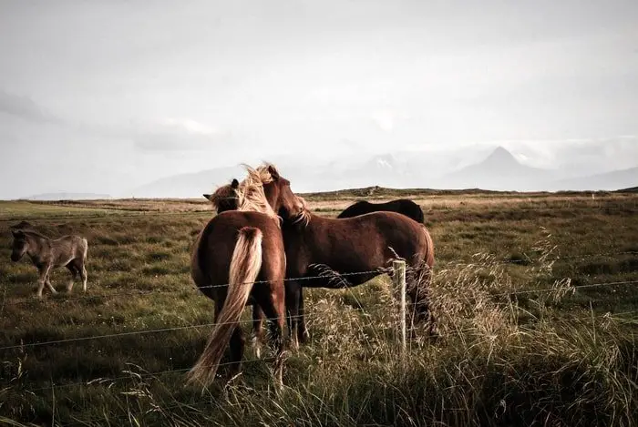 Biting Of Horse Due To Stress