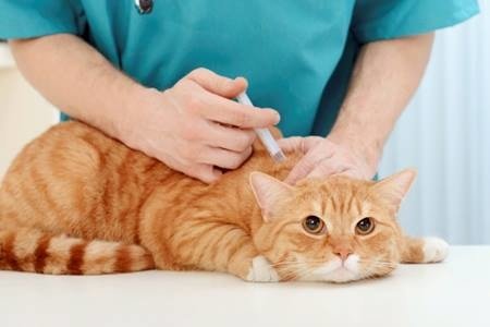 Cat Vaccination by Experienced Vet