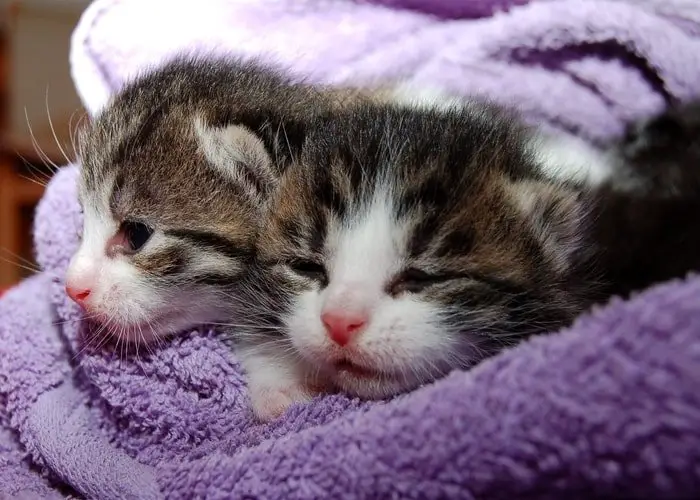 Cats are Given Soft Towel For Bedding