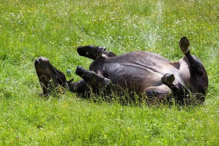 Equine Colic Due To Stress