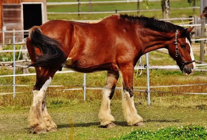 Equine Laminitis Infected Horse