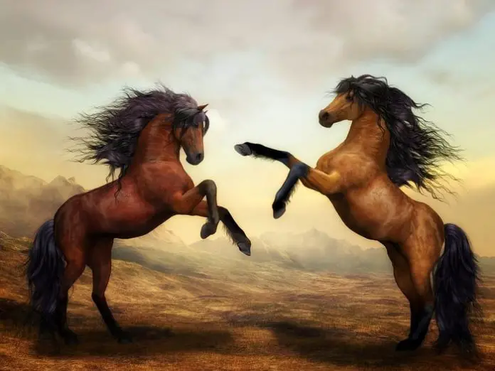 Excellent Show By Horse