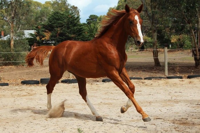 Gaited Horse- The Foxtrot