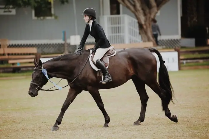 Gaited Horse- The Slow Gait